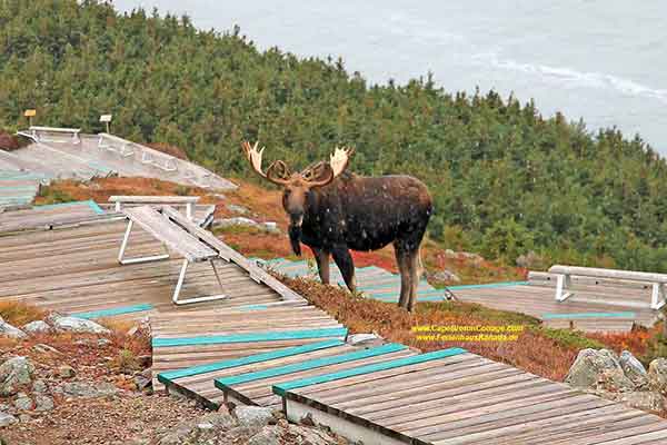 Cape Breton Highlands National Park Moose