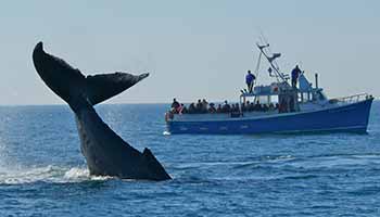 Whale Watching Tour and wild life Cape Breton Island and the Bras d’Or Lake